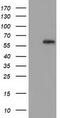 Guanylate Binding Protein 5 antibody, TA502243, Origene, Western Blot image 
