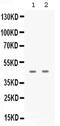 DNA dC->dU-editing enzyme APOBEC-3G antibody, PA5-78801, Invitrogen Antibodies, Western Blot image 