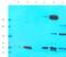 LYN Proto-Oncogene, Src Family Tyrosine Kinase antibody, orb106011, Biorbyt, Western Blot image 