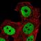 Zinc Finger Protein 41 antibody, PA5-64399, Invitrogen Antibodies, Immunofluorescence image 