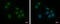 Zinc Finger Protein 417 antibody, GTX121370, GeneTex, Immunofluorescence image 