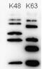 Polyubiquitin-B antibody, BML-PW0755-0100, Enzo Life Sciences, Western Blot image 