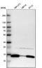 Galectin 1 antibody, HPA000646, Atlas Antibodies, Western Blot image 