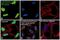Histone Cluster 4 H4 antibody, PA1-84526, Invitrogen Antibodies, Immunofluorescence image 