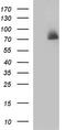 Hydroxysteroid 17-Beta Dehydrogenase 4 antibody, M02923, Boster Biological Technology, Western Blot image 