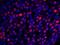 JC7 antibody, IHC-00303, Bethyl Labs, Immunofluorescence image 