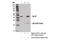 Spi-B Transcription Factor antibody, 14323S, Cell Signaling Technology, Immunoprecipitation image 