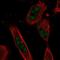 Rho GTPase Activating Protein 28 antibody, NBP1-84641, Novus Biologicals, Immunofluorescence image 