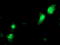 N-Acetylneuraminic Acid Phosphatase antibody, LS-C173850, Lifespan Biosciences, Immunofluorescence image 
