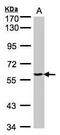 Tyrosyl-TRNA Synthetase antibody, PA5-27434, Invitrogen Antibodies, Western Blot image 