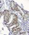 Replication Protein A1 antibody, M01317-2, Boster Biological Technology, Immunohistochemistry frozen image 