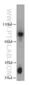 Protocadherin Gamma Subfamily B, 3 antibody, 21204-1-AP, Proteintech Group, Western Blot image 
