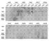 Histone Cluster 3 H3 antibody, A2358, ABclonal Technology, Dot Blot image 