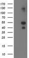 LIM And Cysteine Rich Domains 1 antibody, CF502789, Origene, Western Blot image 