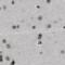 SMN1 antibody, FNab08034, FineTest, Immunohistochemistry frozen image 