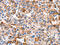 Erythropoietin antibody, CSB-PA437479, Cusabio, Immunohistochemistry paraffin image 