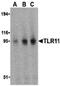 TLR11 antibody, PA5-20057, Invitrogen Antibodies, Western Blot image 