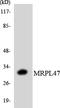 Mitochondrial Ribosomal Protein L46 antibody, LS-C200221, Lifespan Biosciences, Western Blot image 