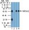 Nuclear Receptor Subfamily 5 Group A Member 2 antibody, NBP2-27196, Novus Biologicals, Western Blot image 
