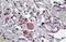 Neuropeptide Y Receptor Y5 antibody, orb19021, Biorbyt, Immunohistochemistry paraffin image 