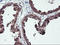 Non-Homologous End Joining Factor 1 antibody, LS-C172445, Lifespan Biosciences, Immunohistochemistry frozen image 
