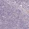 Smoothelin antibody, HPA058590, Atlas Antibodies, Immunohistochemistry frozen image 