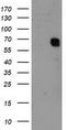 General Transcription Factor IIF Subunit 1 antibody, CF503604, Origene, Western Blot image 