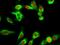 Serine/Threonine Kinase 11 antibody, A00217S428, Boster Biological Technology, Immunofluorescence image 