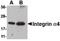 CD49D antibody, PA5-20599, Invitrogen Antibodies, Western Blot image 