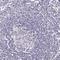 Transthyretin antibody, HPA002550, Atlas Antibodies, Immunohistochemistry frozen image 