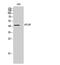 Apelin Receptor antibody, A05042, Boster Biological Technology, Western Blot image 