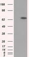 NLK antibody, TA501128, Origene, Western Blot image 
