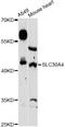 Zinc transporter 4 antibody, LS-C748114, Lifespan Biosciences, Western Blot image 