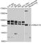 DnaJ homolog subfamily C member 10 antibody, LS-C747405, Lifespan Biosciences, Western Blot image 