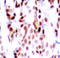 JunB Proto-Oncogene, AP-1 Transcription Factor Subunit antibody, TA333225, Origene, Immunohistochemistry frozen image 