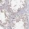 Bromodomain Containing 1 antibody, NBP1-88352, Novus Biologicals, Immunohistochemistry frozen image 