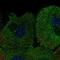Potassium Two Pore Domain Channel Subfamily K Member 7 antibody, HPA077577, Atlas Antibodies, Immunofluorescence image 