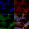 Ubiquitin-like-conjugating enzyme ATG3 antibody, LS-C776033, Lifespan Biosciences, Immunocytochemistry image 