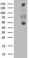 Sedoheptulokinase antibody, CF503209, Origene, Western Blot image 