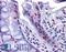 N-Acetyltransferase 10 antibody, LS-B4935, Lifespan Biosciences, Immunohistochemistry paraffin image 