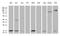CDGSH Iron Sulfur Domain 2 antibody, CF810394, Origene, Western Blot image 