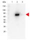 E. coli Alkaline phosphatase antibody, orb344784, Biorbyt, Western Blot image 