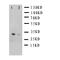 POU domain class 2-associating factor 1 antibody, LS-C312663, Lifespan Biosciences, Western Blot image 