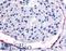 EK8 antibody, LS-A2839, Lifespan Biosciences, Immunohistochemistry paraffin image 