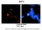 Chromatin Licensing And DNA Replication Factor 1 antibody, 30-193, ProSci, Immunohistochemistry paraffin image 
