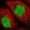 Zebrafish Delta D antibody, NBP1-80647, Novus Biologicals, Immunofluorescence image 