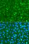 NCK Adaptor Protein 1 antibody, GTX32738, GeneTex, Immunocytochemistry image 