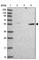 Coronin 2A antibody, HPA041161, Atlas Antibodies, Western Blot image 