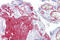 Fibrinogen Gamma Chain antibody, ARP44299_P050, Aviva Systems Biology, Immunohistochemistry frozen image 