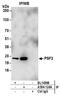 GINS Complex Subunit 3 antibody, A304-124A, Bethyl Labs, Immunoprecipitation image 
